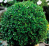 Buxus 'Green Velvet'.png